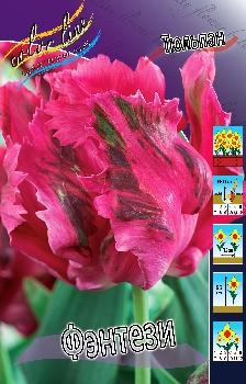 Tulipa Fantasy